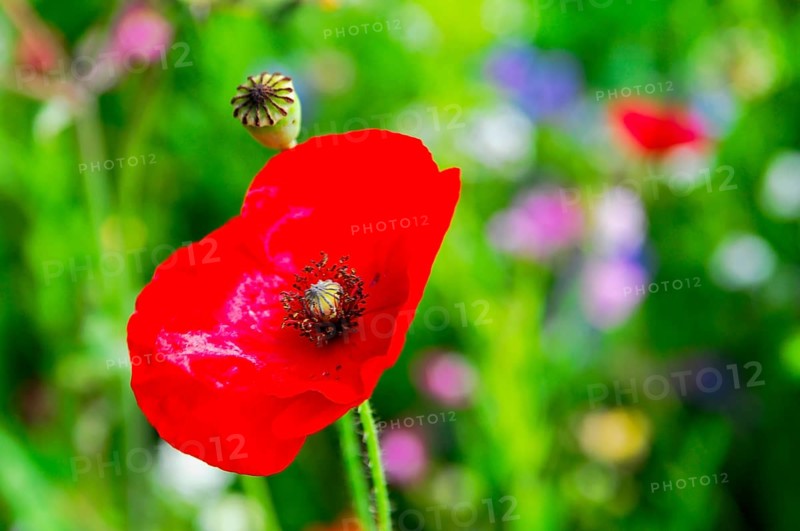Corn poppy (Papaver rhoeas), Red poppy stands out in constant green, surrounded by blurred background, Colourful flower meadow, Schwäbisch Gmünd, Baden-Württemberg, Germany