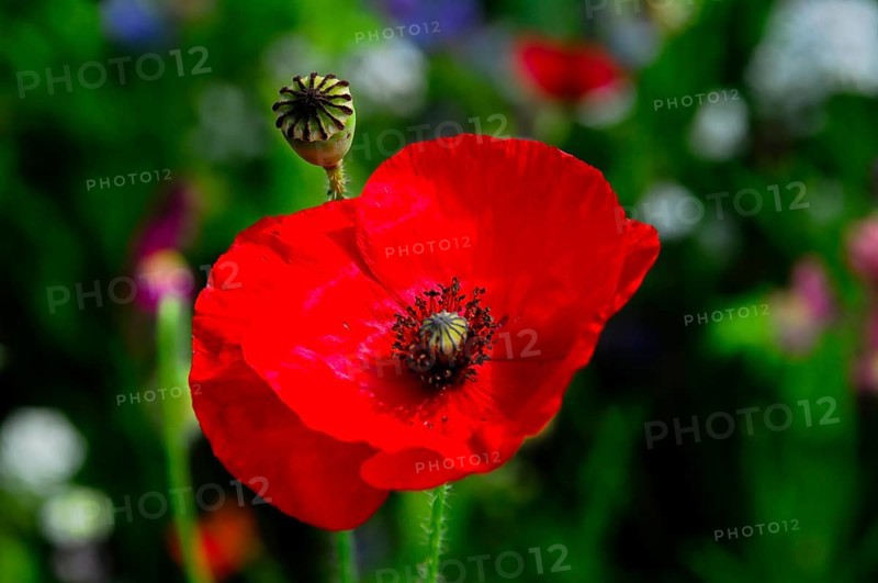 Corn poppy (Papaver rhoeas), Bright red poppy against a blurred green background in a summery environment, Colourful flower meadow, Schwäbisch Gmünd, Baden-Württemberg, Germany