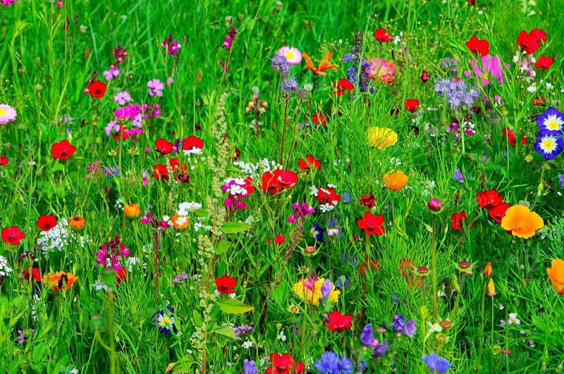 A lush meadow full of colourful and blooming flowers with green foliage, Bunte Blumenwiese, Schwäbisch Gmünd, Baden-Württemberg, Germany