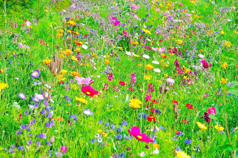 A field of blooming wildflowers in vibrant colours and green grass, Bunte Blumenwiese, Schwäbisch Gmünd, Baden-Württemberg, Germany