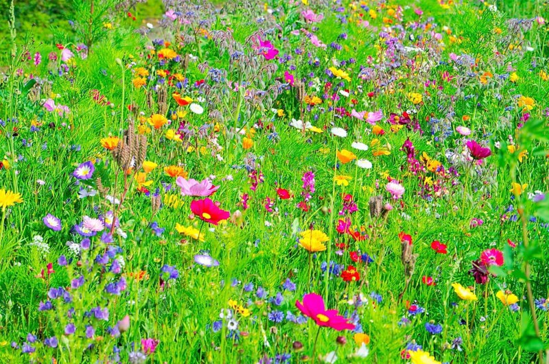 A blooming field full of colourful wildflowers and green meadow, Bunte Blumenwiese, Schwäbisch Gmünd, Baden-Württemberg, Germany