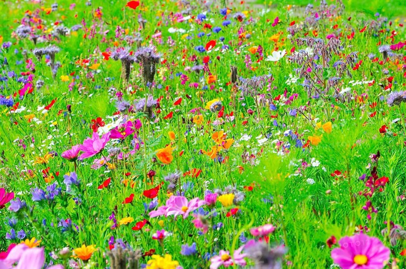 A lively flower meadow full of colourful, blooming wildflowers, Bunte Blumenwiese, Schwäbisch Gmünd, Baden-Württemberg, Germany