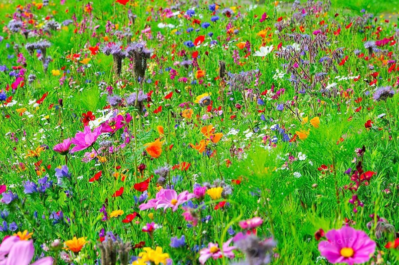 A colourful field of vibrant wildflowers in full bloom, Bunte Blumenwiese, Schwäbisch Gmünd, Baden-Württemberg, Germany