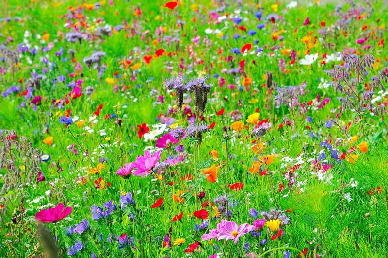 A sea of colourful wildflowers spreads across the green meadow, Bunte Blumenwiese, Schwäbisch Gmünd, Baden-Württemberg, Germany