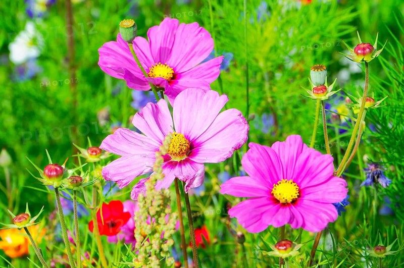 Ornamental basket, cosmea (Cosmea bipinnata), pink cosmos flowers in a lush flower field, colourful flower meadow, Schwäbisch Gmünd, Baden-Württemberg, Germany