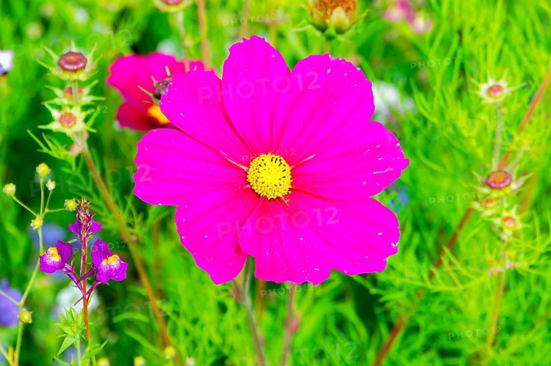 Ornamental basket, cosmea (Cosmea bipinnata), bright pink cosmos flower amidst lush greenery, colourful flower meadow, Schwäbisch Gmünd, Baden-Württemberg, Germany