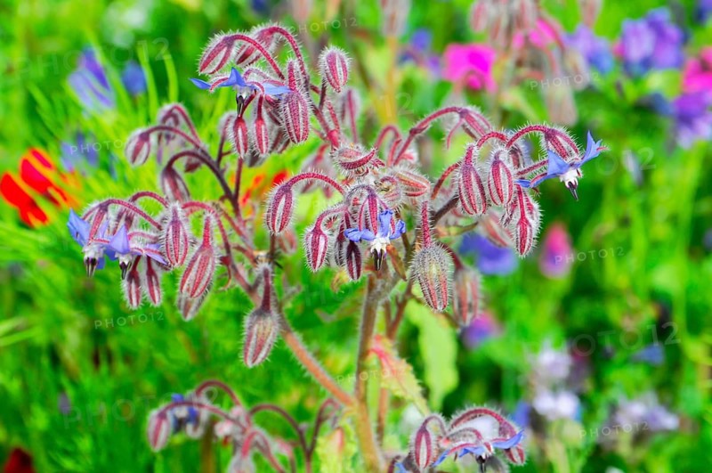 Borage blossoms in a lush field of flowers against a blurred background, Colourful flower meadow, Schwäbisch Gmünd, Baden-Württemberg, Germany