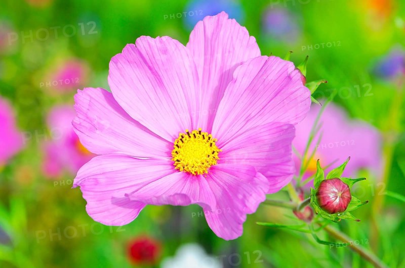 Cosmea bipinnata, pink cosmos flower with bud in summer garden, colourful flower meadow, Schwäbisch Gmünd, Baden-Württemberg, Germany