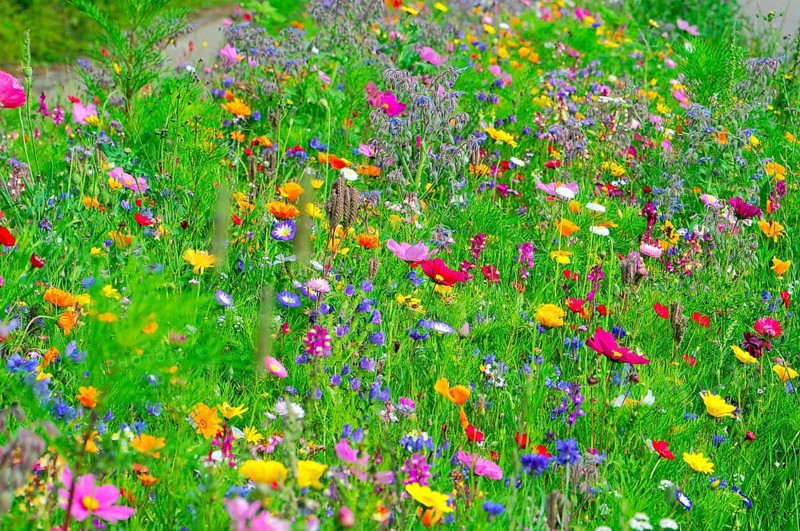 Various colourful wildflowers spread vividly across a green meadow, Colourful flower meadow, Schwäbisch Gmünd, Baden-Württemberg, Germany