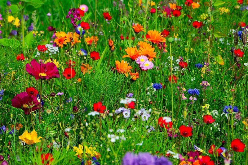 Colourful spring flowers on a lively meadow with lots of greenery, Bunte Blumenwiese, Schwäbisch Gmünd, Baden-Württemberg, Germany