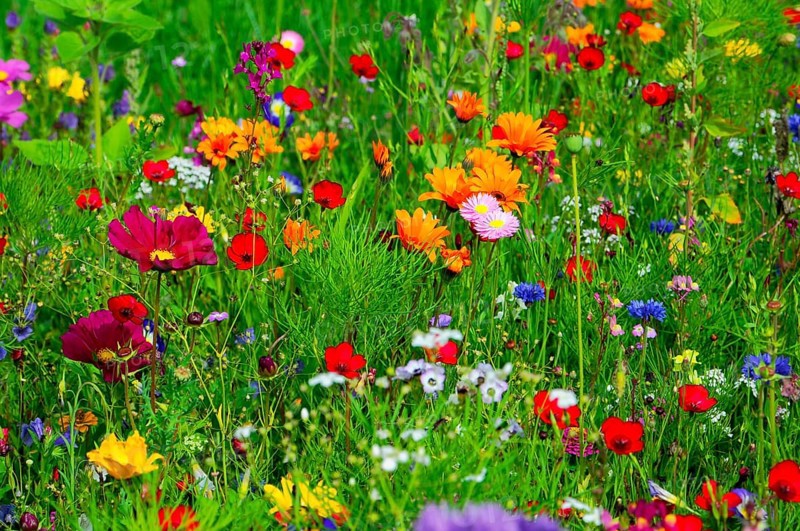 Vibrant wildflower meadow with colourful flowers and green vegetation, Colourful flower meadow, Schwäbisch Gmünd, Baden-Württemberg, Germany