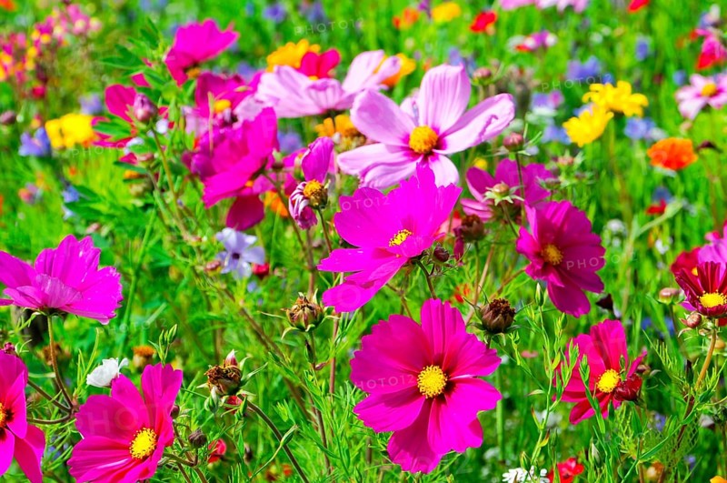 Ornamental basket, cosmea (Cosmea bipinnata), vibrant flowers in pink and purple with yellow accents on a green meadow, colourful flower meadow, Schwäbisch Gmünd, Baden-Württemberg, Germany