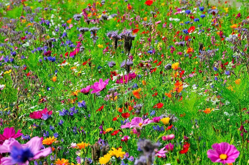 Colourful flower meadow in summer with different flower colours and green grasses, Bunte Blumenwiese, Schwäbisch Gmünd, Baden-Württemberg, Germany