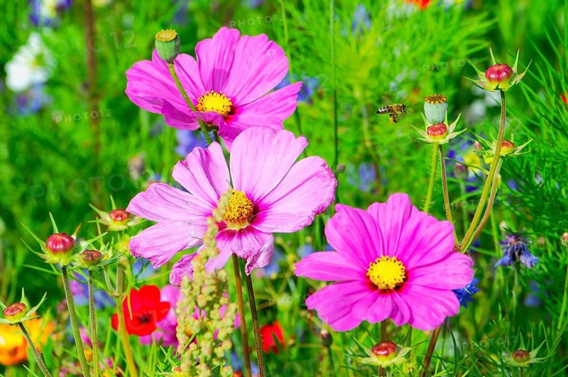 Ornamental basket, cosmea (Cosmea bipinnata), close-up of pink flowers and a bee in a green meadow in spring, colourful flower meadow, Schwäbisch Gmünd, Baden-Württemberg, Germany
