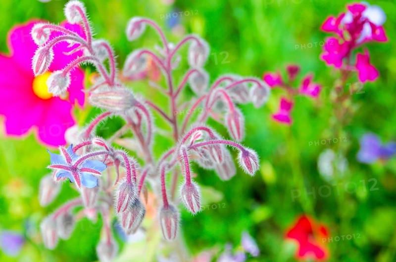Fluffy borage buds in a lively flowering meadow, Bunte Blumenwiese, Schwäbisch Gmünd, Baden-Württemberg, Germany