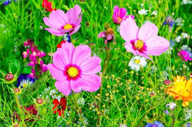 Ornamental basket, cosmea (Cosmea bipinnata), Three pink flowers with yellow centres stand out in a lively, natural meadow, Colourful flower meadow, Schwäbisch Gmünd, Baden-Württemberg, Germany