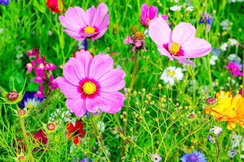 Ornamental basket, cosmea (Cosmea bipinnata), Delicate pink flowers with a yellow centre in the middle of a lively flowering meadow landscape, Colourful flower meadow, Schwäbisch Gmünd, Baden-Württemberg, Germany