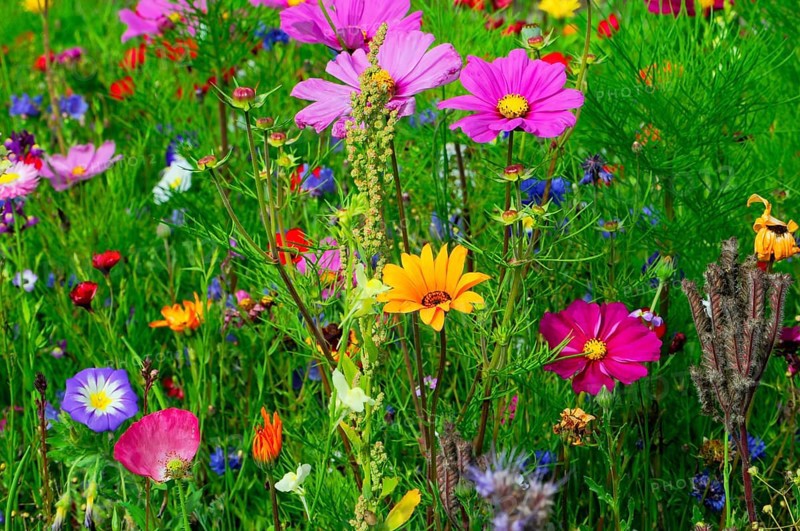 Ornamental basket, cosmea (Cosmea bipinnata), Colourful wildflowers surrounded by lush greenery in a lively meadow, Colourful flower meadow, Schwäbisch Gmünd, Baden-Württemberg, Germany