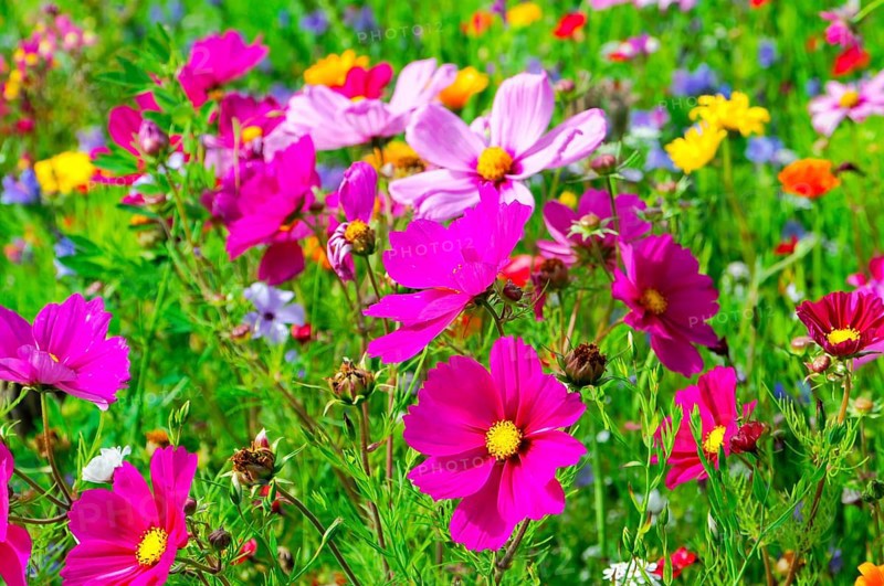 Ornamental basket, cosmea (Cosmea bipinnata), vibrant flowers in pink and purple with yellow accents on a green meadow, colourful flower meadow, Schwäbisch Gmünd, Baden-Württemberg, Germany