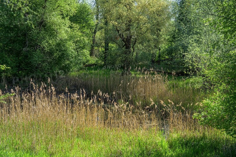 River Aulandschaft, Götzinger Achen, Tittmoning, Bavaria, Germany