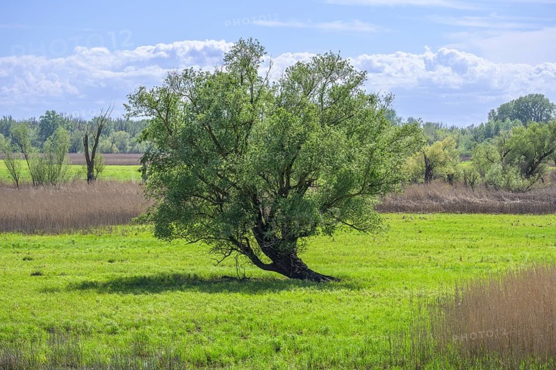Oxbow lake and marshland with trees in Kopacki Rit nature park Park, Kopacevo, Osijek-Baranja County, Croatia