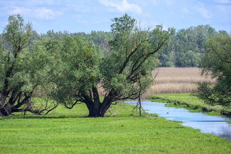 Oxbow lake and marshland with trees in Kopacki Rit nature park Park, Kopacevo, Osijek-Baranja County, Croatia