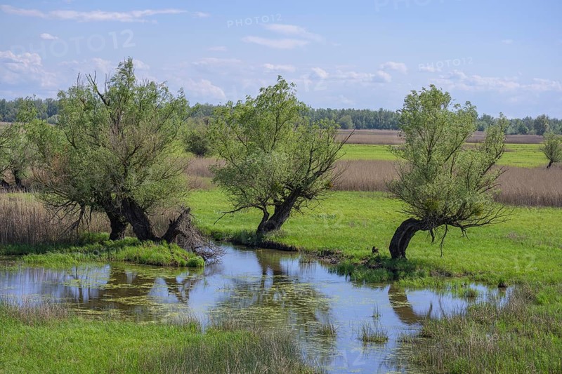 Oxbow lake and marshland with trees in Kopacki Rit nature park Park, Kopacevo, Osijek-Baranja County, Croatia