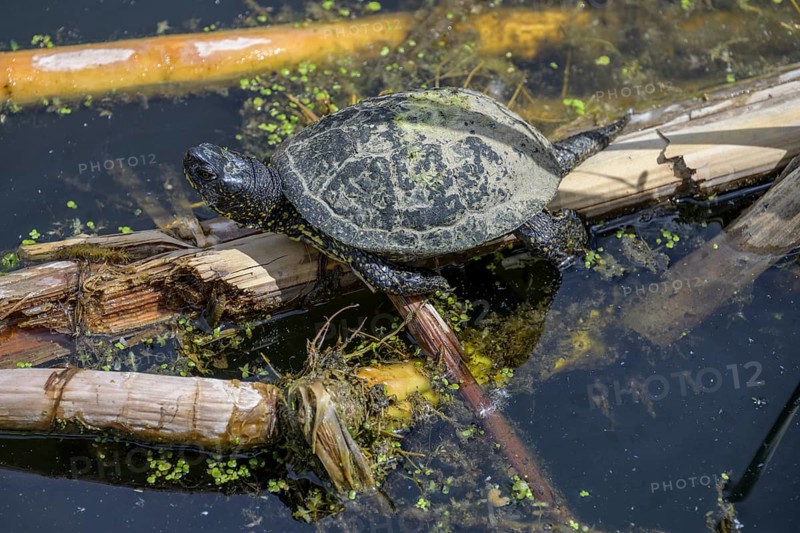 European pond turtle (Emys orbicularis) in Kopacki Rit nature park Park, Kopacevo, Osijek-Baranja County, Croatia