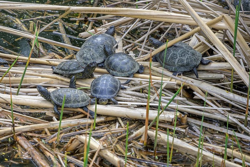 European pond turtle (Emys orbicularis) in Kopacki Rit nature park Park, Kopacevo, Osijek-Baranja County, Croatia