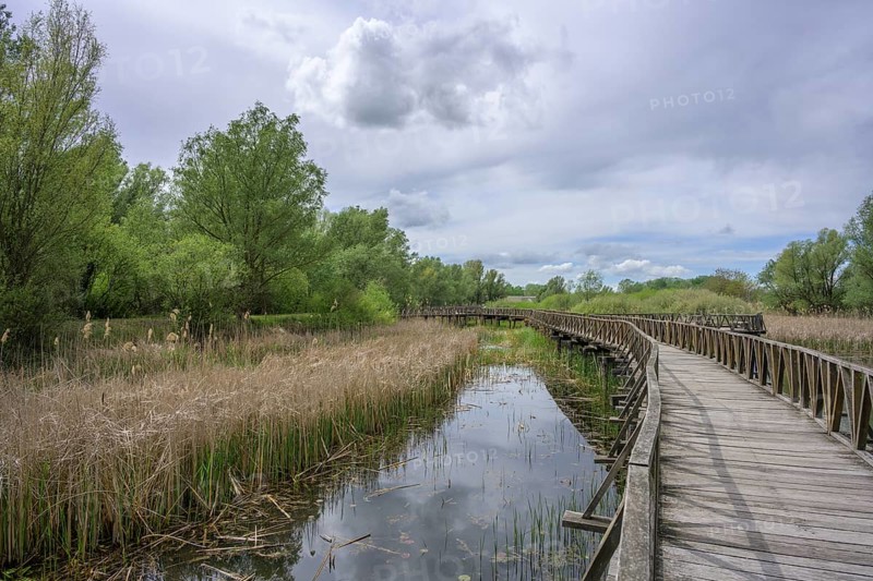 Jetty in the Kopacki Rit nature park Park, Kopacevo, Osijek-Baranja County, Croatia
