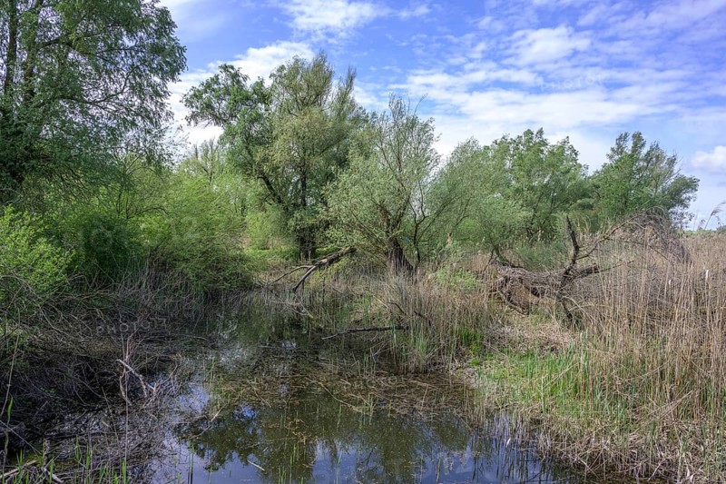 Oxbow lake with alluvial forest in Kopacki Rit nature park Park, Kopacevo, Osijek-Baranja County, Croatia