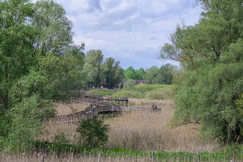 Jetty in the Kopacki Rit nature park Park, Kopacevo, Osijek-Baranja County, Croatia