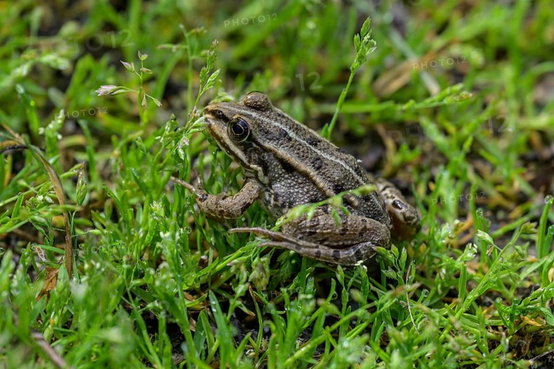 Grass frog (Rana temporaria) in Kopacki Rit nature park Park, Kopacevo, Osijek-Baranja County, Croatia