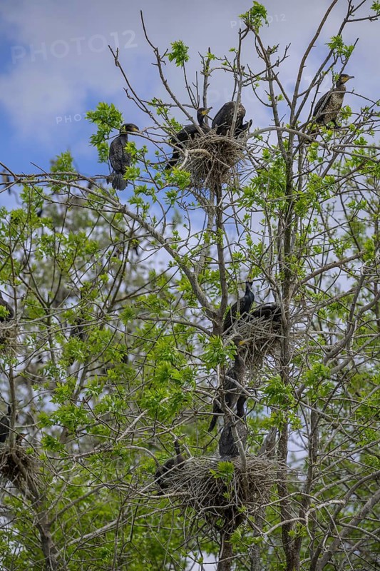 Colony of cormorants (Phalacrocorax carbo) on trees in Kopacki Rit nature park Park, Kopacevo, Osijek-Baranja County, Croatia
