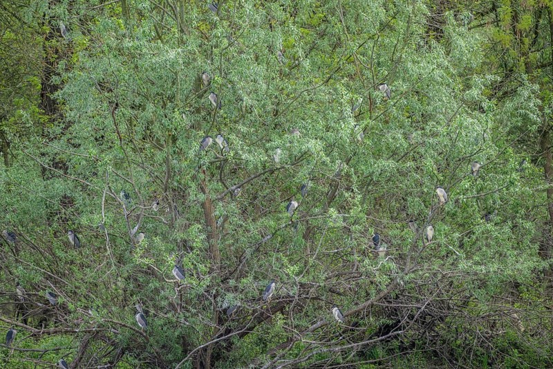 Colony of night herons (Nycticorax nycticorax) in Kopacki Rit nature park Park, Kopacevo, Osijek-Baranja County, Croatia