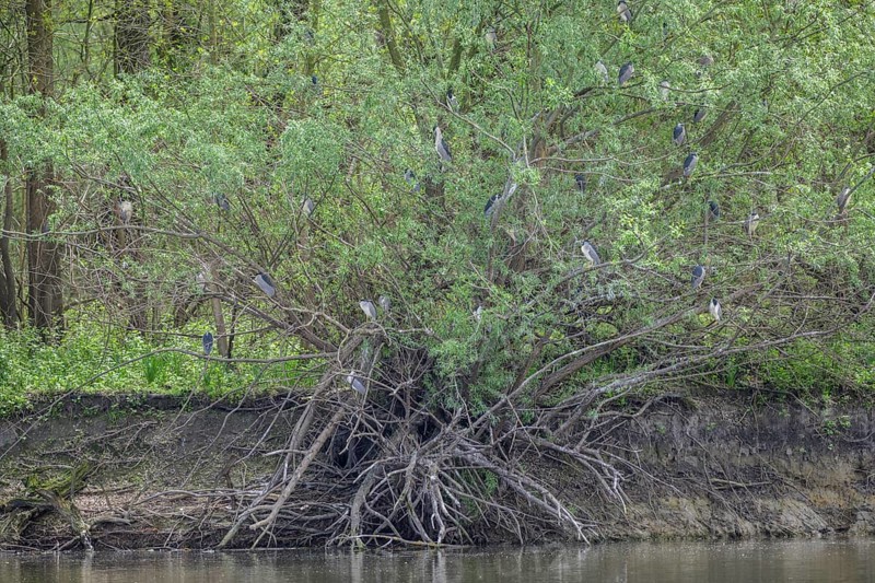 Colony of night herons (Nycticorax nycticorax) in Kopacki Rit nature park Park, Kopacevo, Osijek-Baranja County, Croatia