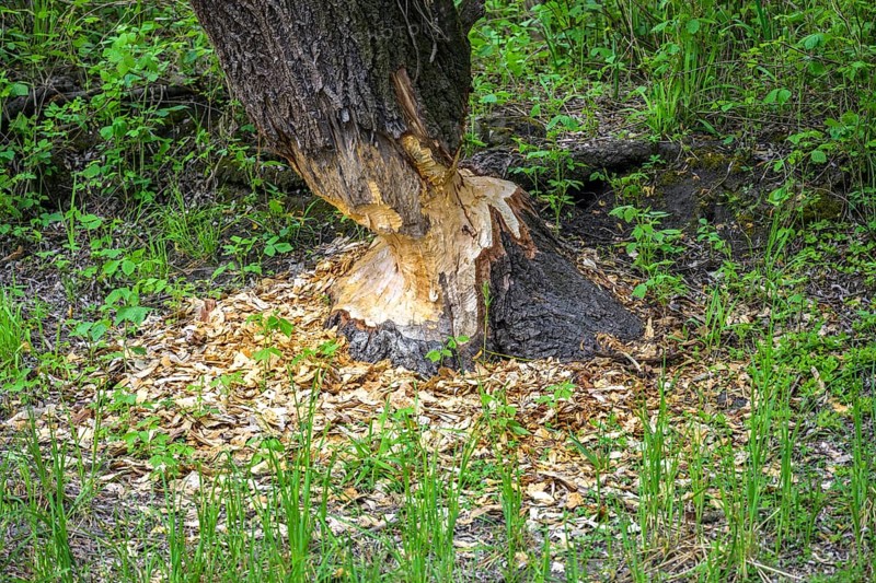 Tree gnawed by beaver in Kopacki Rit nature park Park, Kopacevo, Osijek-Baranja County, Croatia