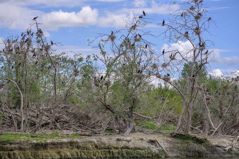 Colony of cormorants (Phalacrocorax carbo) on trees in Kopacki Rit nature park Park, Kopacevo, Osijek-Baranja County, Croatia