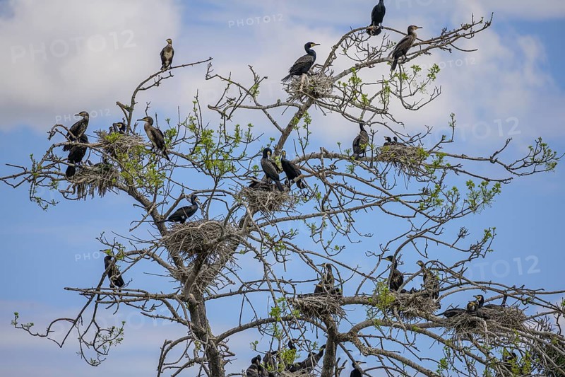 Colony of cormorants (Phalacrocorax carbo) on trees in Kopacki Rit nature park Park, Kopacevo, Osijek-Baranja County, Croatia