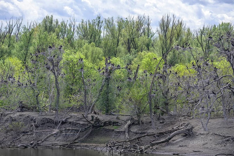 Colony of cormorants (Phalacrocorax carbo) on trees in Kopacki Rit nature park Park, Kopacevo, Osijek-Baranja County, Croatia