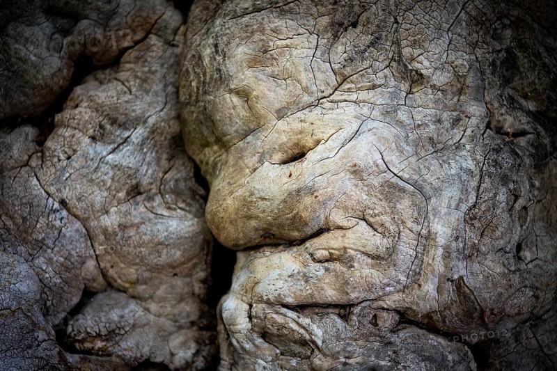 Gnarled old tree, Åland, Åland Islands, Finland