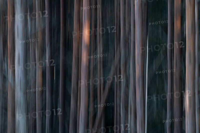 Pine forest, wipe-clean image, Åland, Åland Islands, Finland