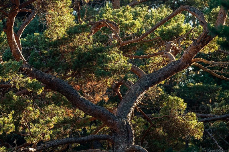 Crown of a mighty old pine tree, Åland, Åland Islands, Finland