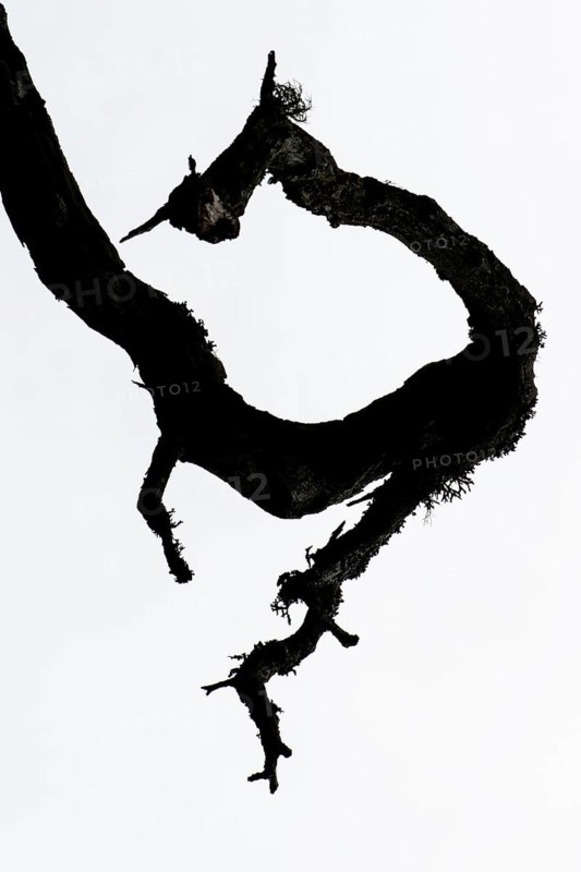 Silhouette of a gnarled branch, Åland, Åland Islands, Finland