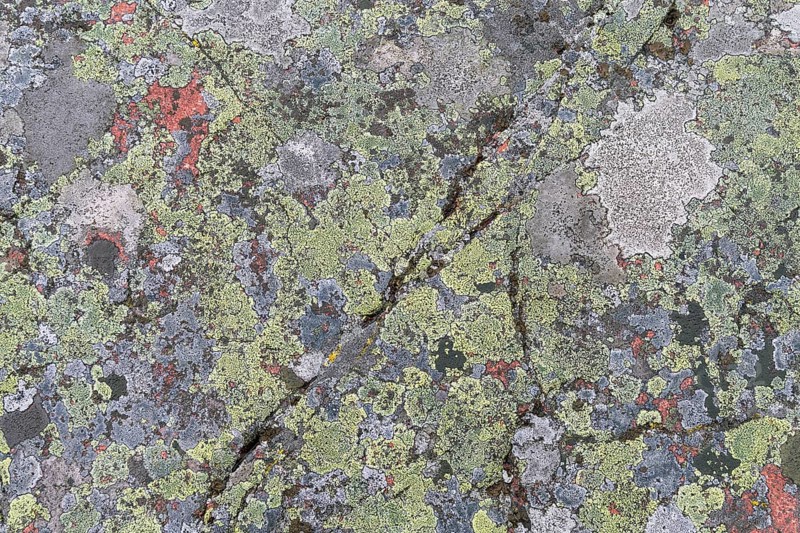 Lichen on a granite rock, Åland, Åland Islands, Finland