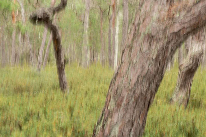 Pine forest, wipe-clean image, Åland, Åland Islands, Finland
