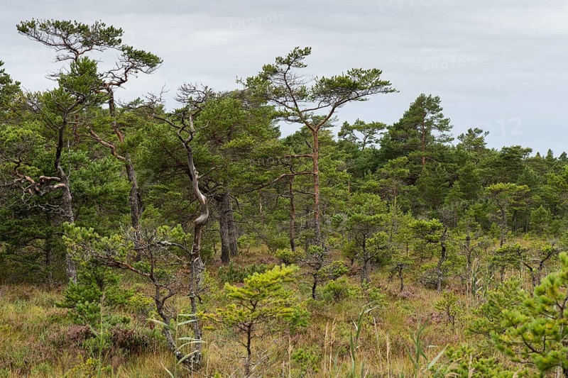 Pine forest in a marshland, Åland, Åland Islands, Finland