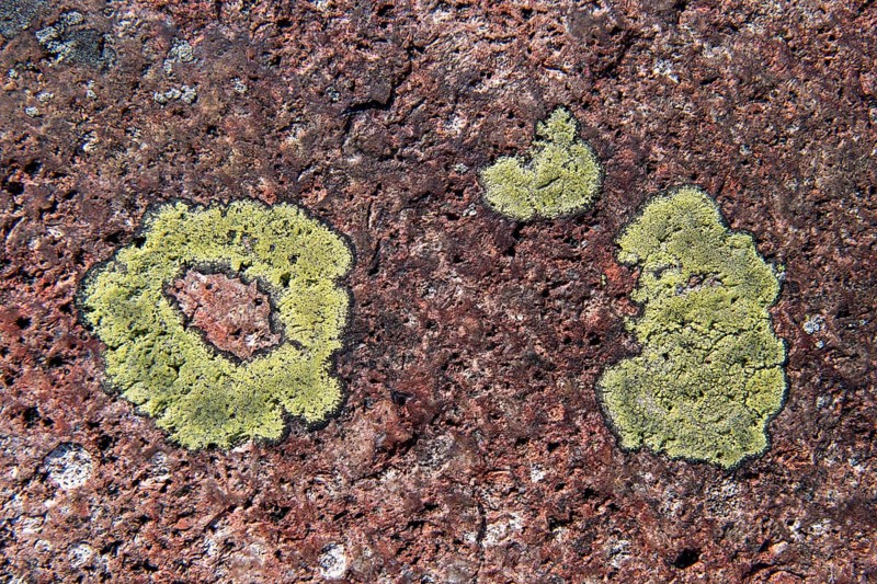 Yellowish-green lichen on a granite rock, Getaberg, Geta, Åland, Åland Islands, Finland