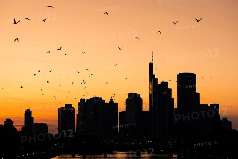 A flock of birds flies over the Frankfurt banking skyline in the evening shortly after sunset, Osthafen, Frankfurt am Main, Hesse, Germany