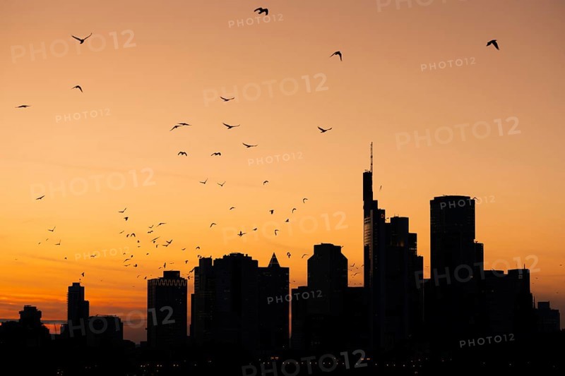 A flock of birds flies over the Frankfurt banking skyline in the evening shortly after sunset, Osthafen, Frankfurt am Main, Hesse, Germany